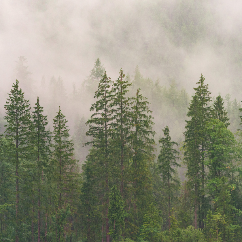 Balsam Fir Tree Fragrance Oil