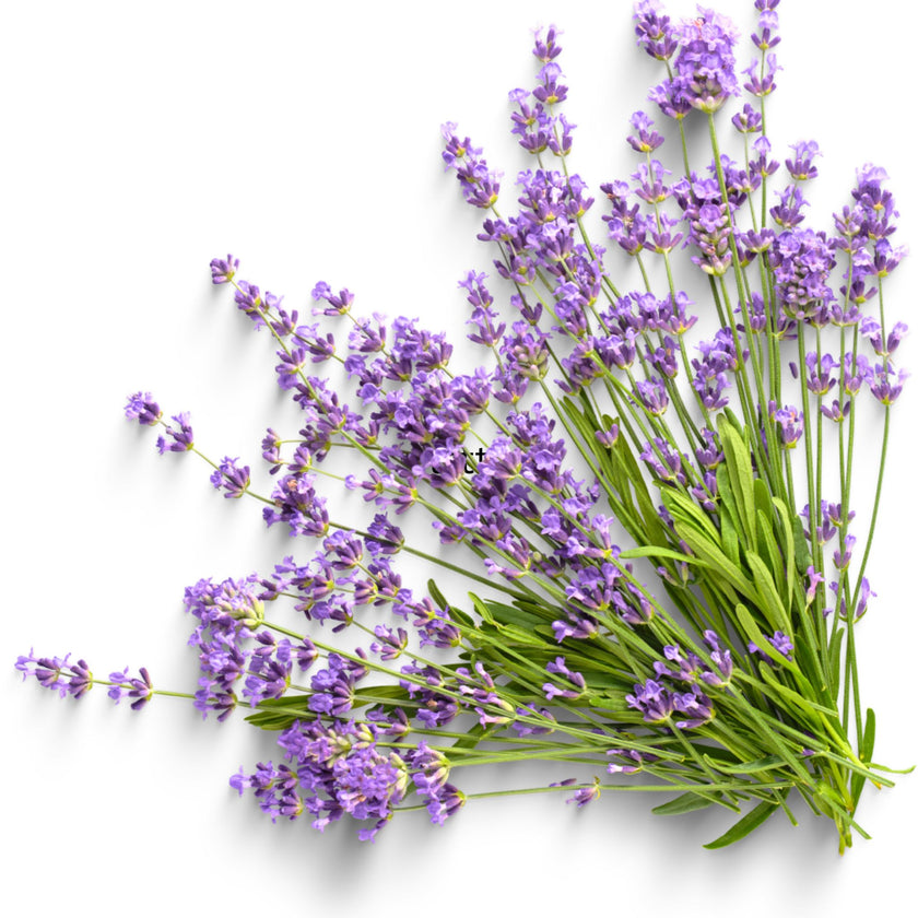 Lavender Fragrance Oil