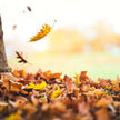 Fallen Leaves Fragrance Oil