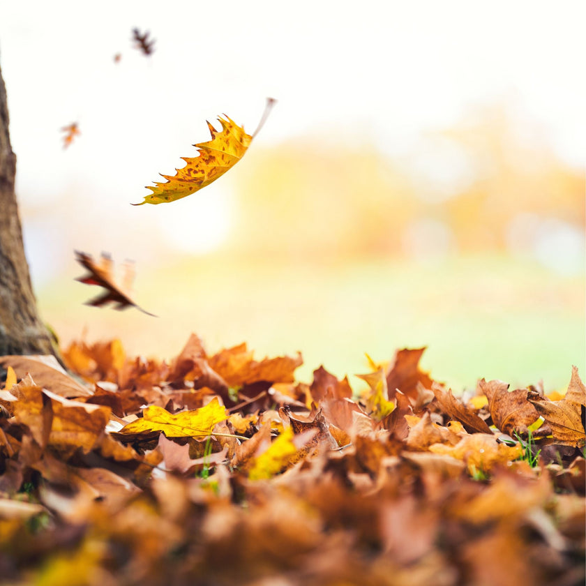 Fallen Leaves Fragrance Oil