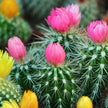 Baja Cactus Blossom (Type) Fragrance Oil