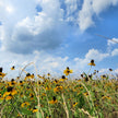 Beautiful Day (Type) Fragrance Oil