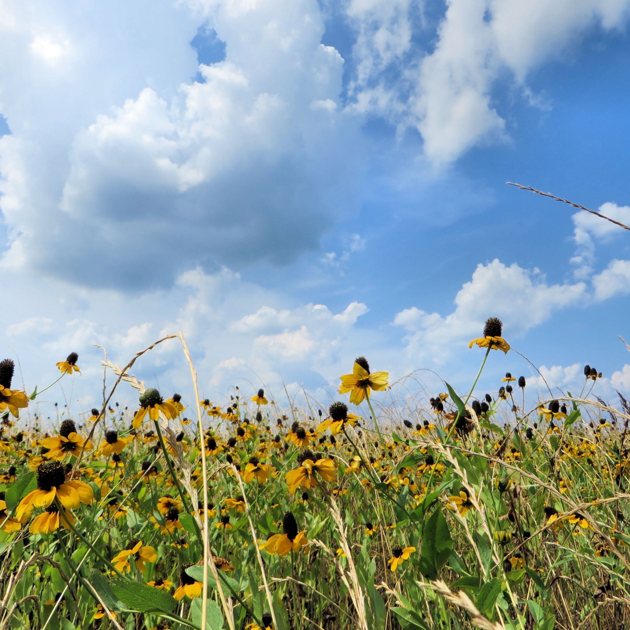 Beautiful Day (Type) Fragrance Oil