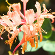 Honeysuckle Fragrance Oil
