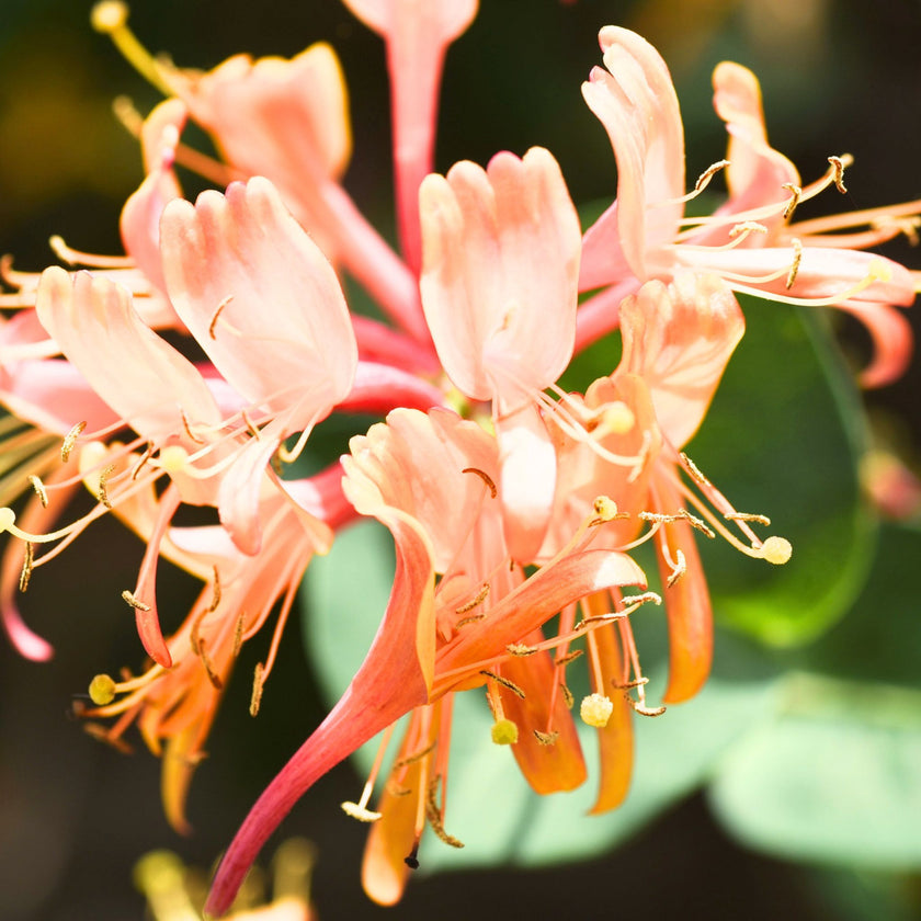 Honeysuckle Fragrance Oil