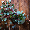 Eucalyptus & Spearmint Fragrance Oil