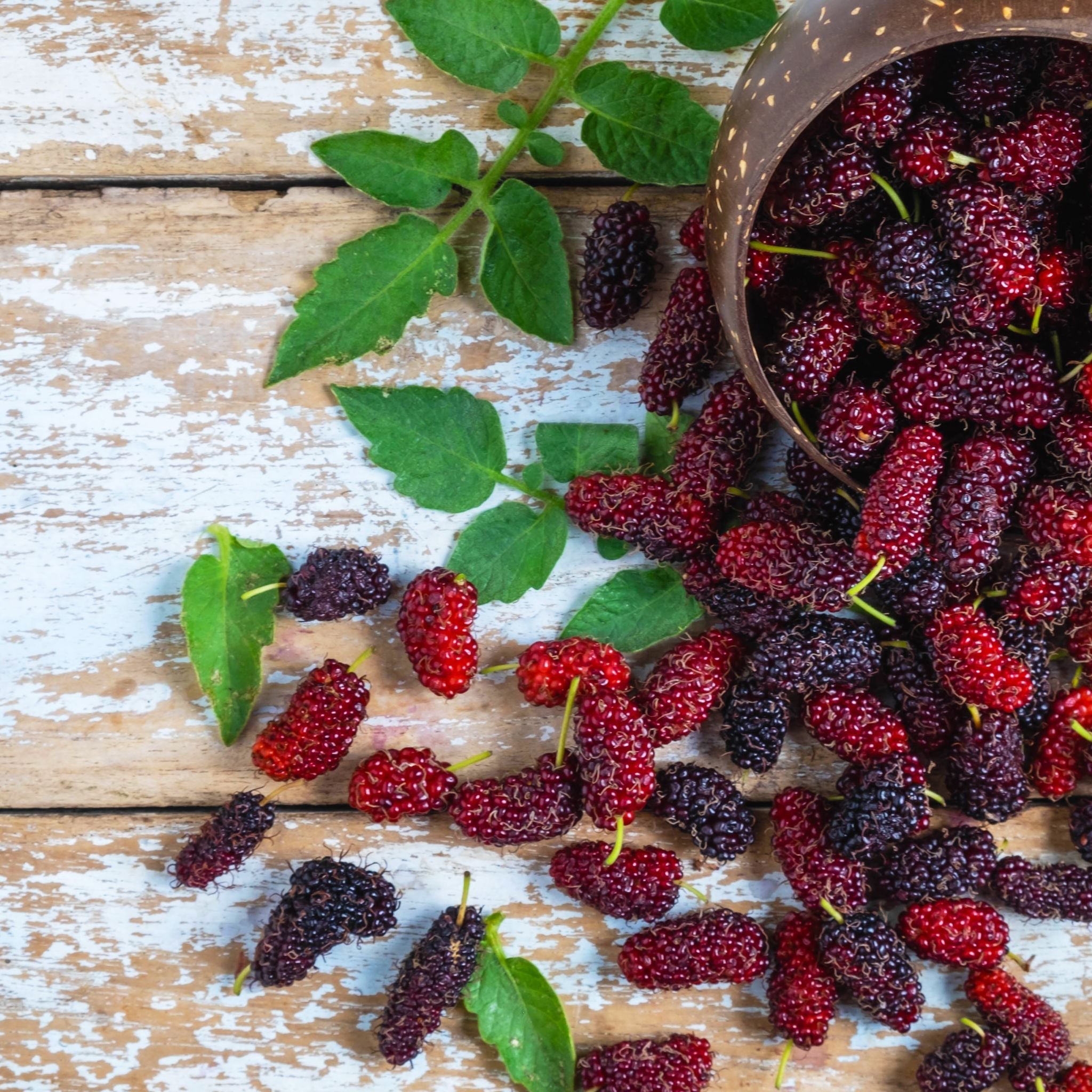 Mulberry Fragrance Oil