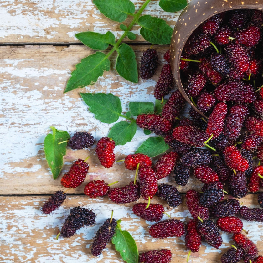 Mulberry Fragrance Oil