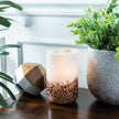 Tiger Shell Warmer